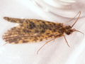 Philopotamus montanus